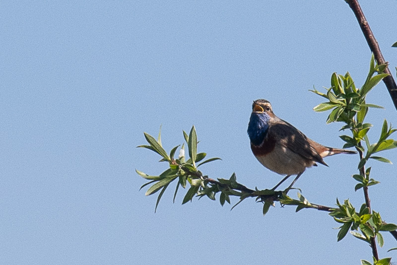 Blauwborst